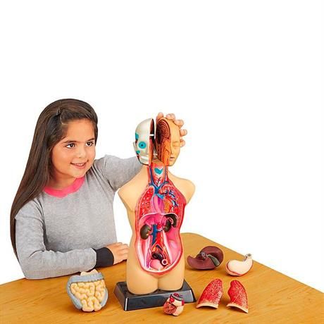 Анатомическая модель человека, сборная, 27 см, Edu-Toys