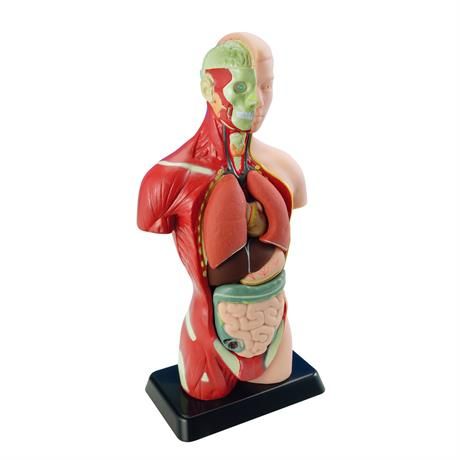 Анатомічна модель людини, збірна, 27 см, Edu-Toys