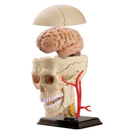 Модель черепа с нервами, сборная, 9 см, Edu-Toys