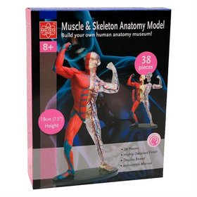Модель мышц и скелета человека, сборная, 19 см, Edu-Toys