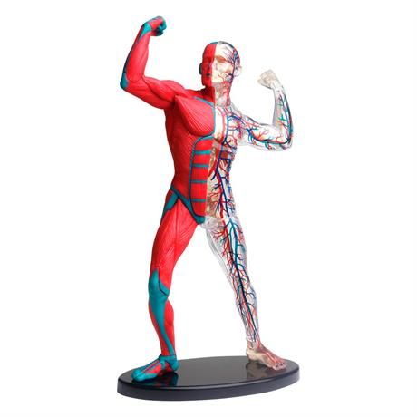 Модель мышц и скелета человека, сборная, 19 см, Edu-Toys
