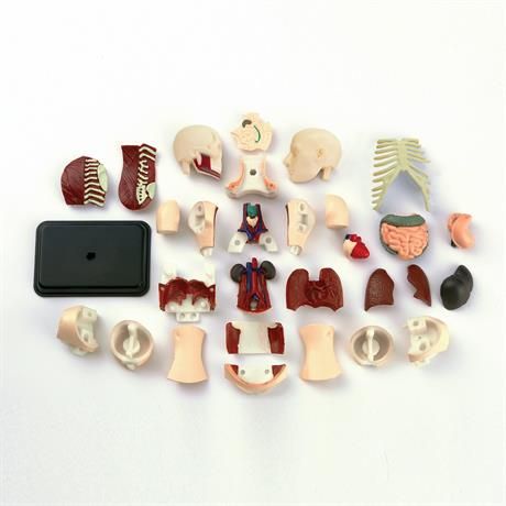 Модель тулуба людини, збірна, 12,7 см, Edu-Toys