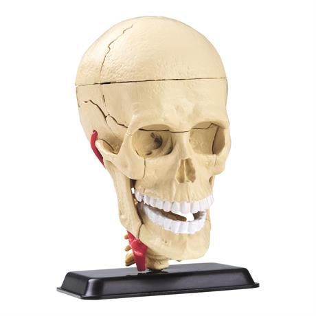 Модель черепа з нервами збірна 9 см, Edu-Toys