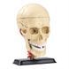 Модель черепа з нервами збірна 9 см, Edu-Toys