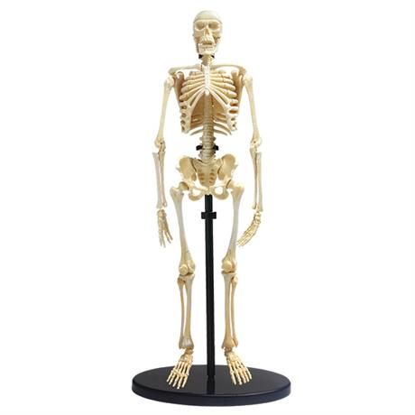 Модель скелета человека сборная, 24 см, Edu-Toys