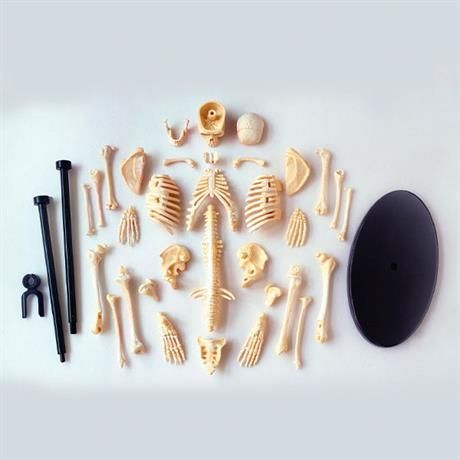Модель скелету людини збірна, 24 см, Edu-Toys