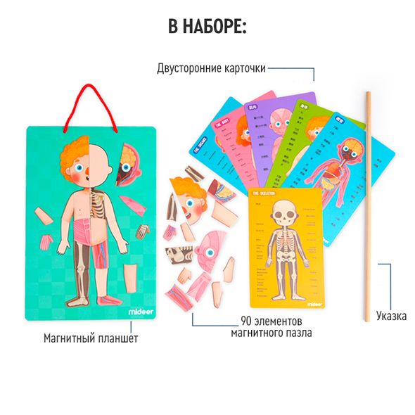 Магнітний пазл Тіло людини + картки українською, MiDeer