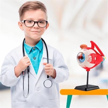 Модель очного яблука збірна 14 см, Edu-Toys