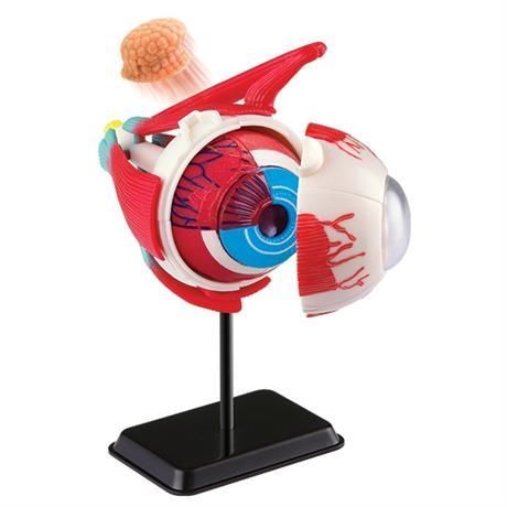 Модель очного яблука збірна 14 см, Edu-Toys