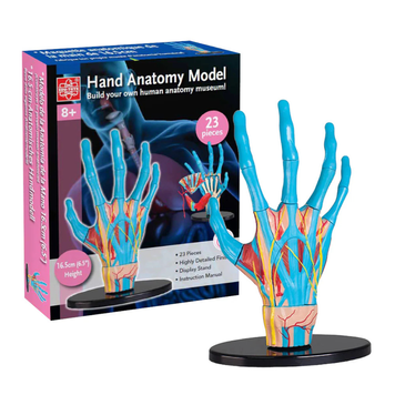 Модель руки збірна 16,5 см, Edu-Toys