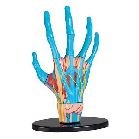 Модель руки збірна 16,5 см, Edu-Toys