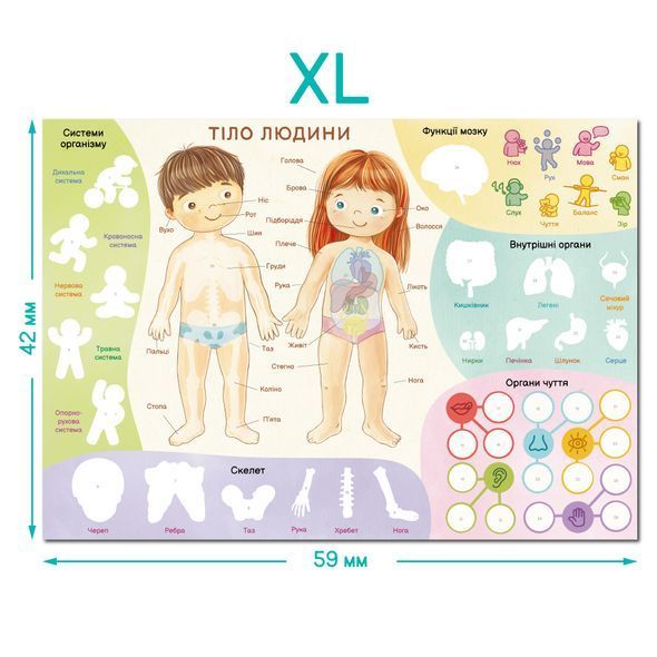 Навчальний постер &laquo;Тіло людини&raquo; XL з багаторазовими наліпками, Dodo