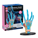Модель руки збірна 16,5 см, Edu-Toys